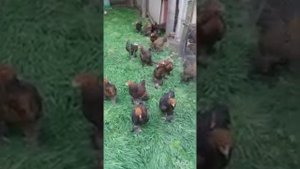 Брама Куропатчатая . Процесс выращивания .