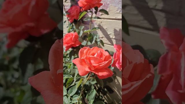 Старые розы цветут 🌹