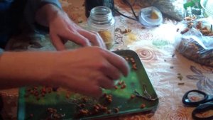 Будет рябиновый Чай- Домашний чай с ароматом Рябины!