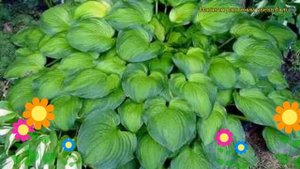 Хоста гибридная Мидвест мэджик. Краткий обзор, описание характеристик hosta hybrida Midwest Magic