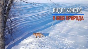 Снято на фотоловушку #10