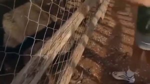 Нападения Животных на людей Атака Буйволов и Слонов БИТВА С ОХОТНИКАМИ