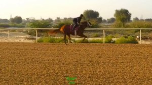 Horses: Gallop in Slow Motion