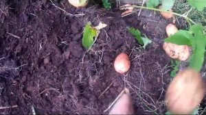 Выращивание картофеля в мешках РЕЗУЛЬТАТ