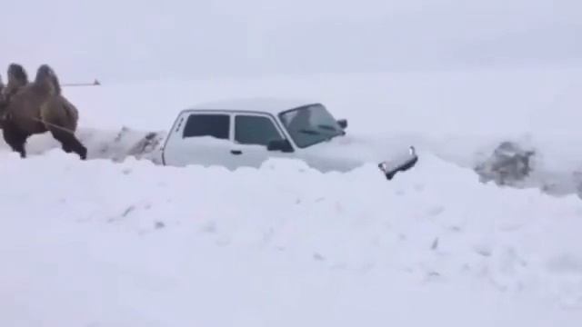 Верблюд в Саратове зимой 2019
