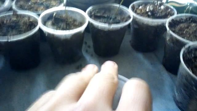 Росянка. Уход за росянкой, размножение.