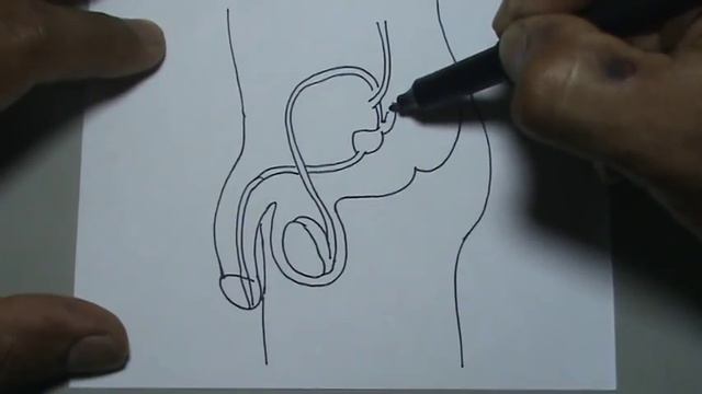 Dibujos del cuerpo humano 4/8 - Cómo dibujar el aparato reproductor masculino смотреть онлайн
