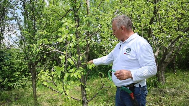 Отгибание веток с пропилом. Для чего нужно и как правильно делать? Подробная инструкция от эксперта