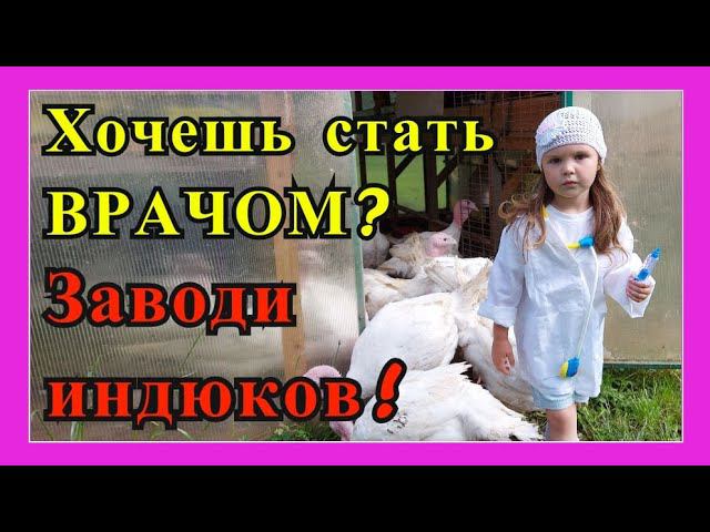 Хочешь стать врачом? Заведи индейку. Хайбрид-Конвертер и БИГ - 6. Травмы, переломы и растянутый зоб.