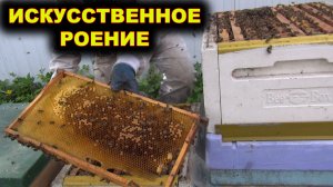 Искусственное роение. Один из вариантов.