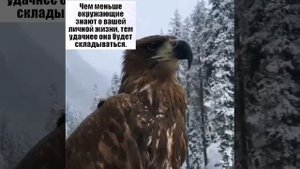 Орёл КАВКАЗА...