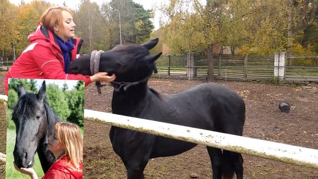Wester Фризский жеребец. конный блог начало смотреть онлайн