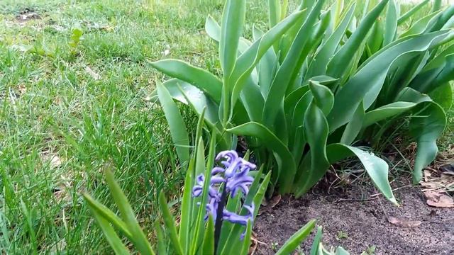 1 мая 2017 г. Осиповичи. смотреть онлайн