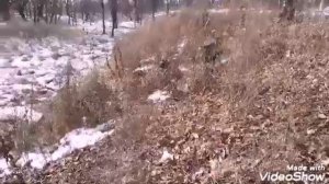 КОП 2020 Нарвался На КАБАНОВ в ЛЕСУ Старая ДЕРЕВНЯ Приморье НЕ Далеко от Артема