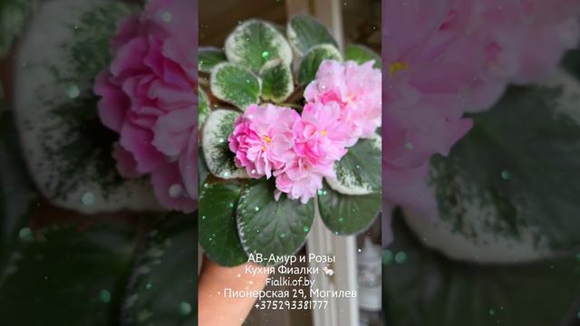 АВ-Амур и Розы. Кухня Фиалки 🐇