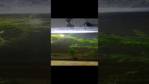 аквариумные рыбки 
петушки