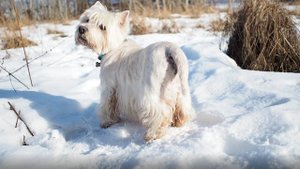 Стих 44. Ачом туумает эстонец?