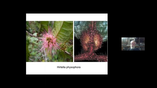 Some of the most interesting plants of the Amazon.