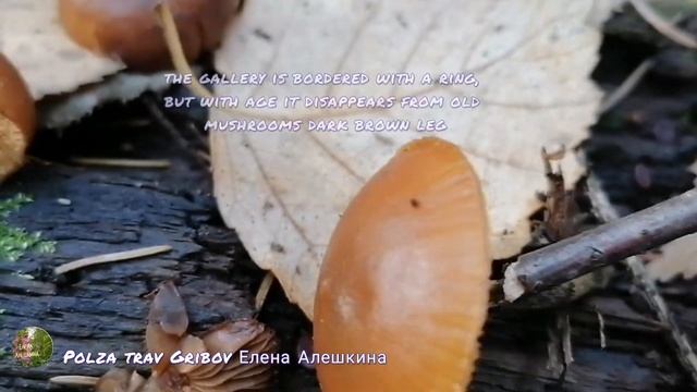 ?Как отличить ядовитую галерину от съедобных  опят Poisonous galley bordered and edible mushrooms