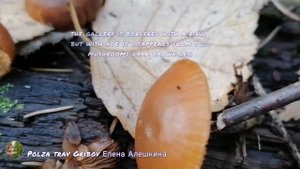 ?Как отличить ядовитую галерину от съедобных  опят Poisonous galley bordered and edible mushrooms