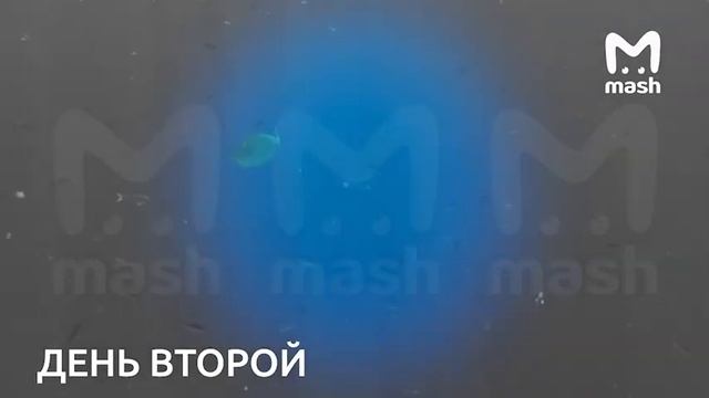 Трёхметровая акула-мако в объективе из туристического Шарм-эш-Шейха в Египте. смотреть онлайн