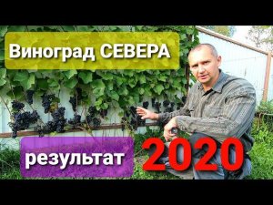 ВИНОГРАД СЕВЕРА. Результат 2020 года.