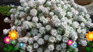 Очиток лопатчатолистный Cape Blanco. Краткий обзор, описание характеристик, где купить рассада