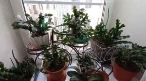 ДЕКАБРИСТ ШЛЮМБЕРГЕРА. Сентябрь,октябрь -подготовка к цветению.(Промежуточный результат.)