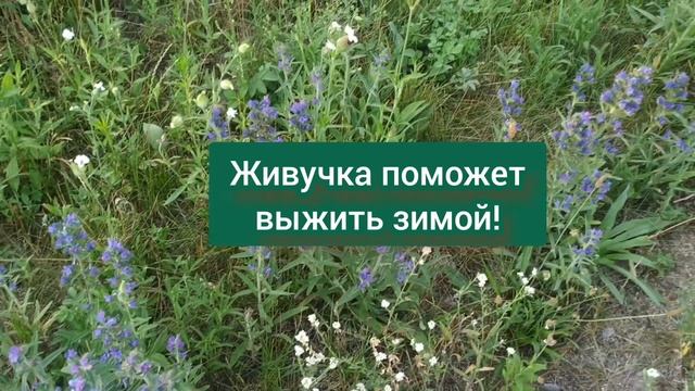 ЖИВУЧКА: Трава ВЫЖИВАНИЯ! БОГ послал ее на Землю, чтобы лечить женщин! Мастопатия, грипп, рецепты.