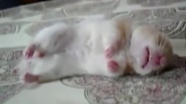 Из Жизни Хомяков Юмор! Прикол! Смех смотреть онлайн