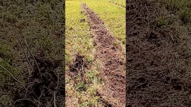 Ремонтантная малина из черенков. смотреть онлайн