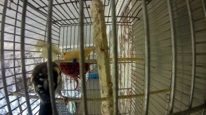 Гибридизация канарейки и щегла. Неудачный личный опыт.