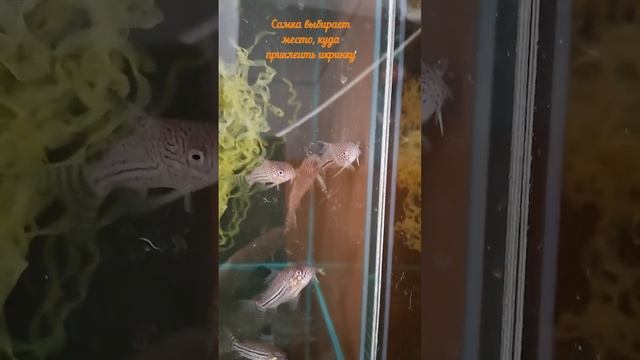 Коридорас Трехлинейный (Corydoras Trilineatus). Нерест.