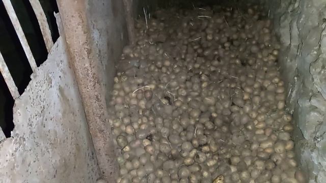 відповідаю про буряк і свій льох смотреть онлайн