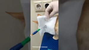 Уход за эзофагостомой