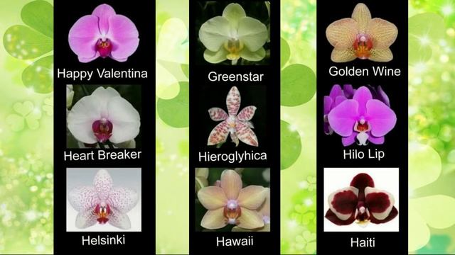 Сорта названия орхидей фаленопсис ❀ Phalaenopsis orchid varieties