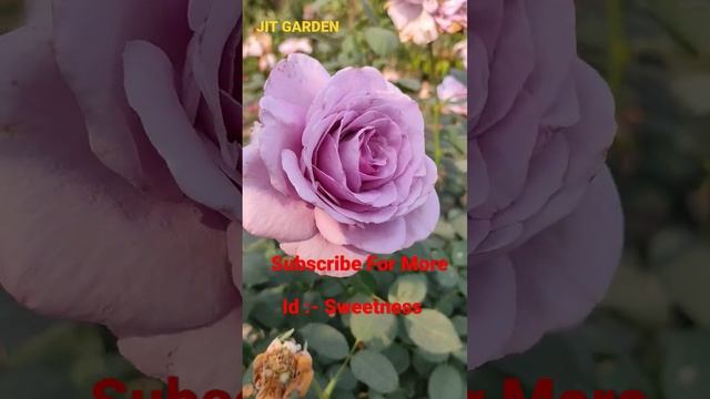 I'd:- Sweetness// Highly Scented Rose// #rosegarden #rose #jitgarden #shortvideo #shots #shorts