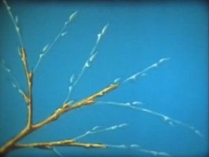 Биология. Строение и жизнедеятельность растений. Побег