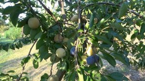 Очень вкусные и долгохранящиеся сливы Венгерка ДОНЕЦКАЯ Ран., ЖЕЛТАЯ АФАСКА. Сохранность алычи ЛЫХН