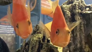 Goldfish, золотые рыбки,АКВАРИУМ