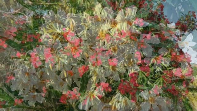 Олеандры цветут | Жизнь в Адлере смотреть онлайн