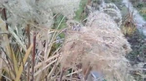 мискантус малепартус