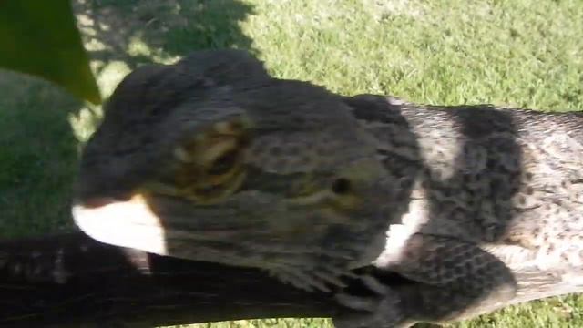 Nikon Coolpix P100 :: Macro Test #2 [HD] смотреть онлайн