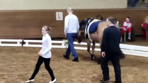 Конный спорт. Соревнования по вольтижировке Планерная