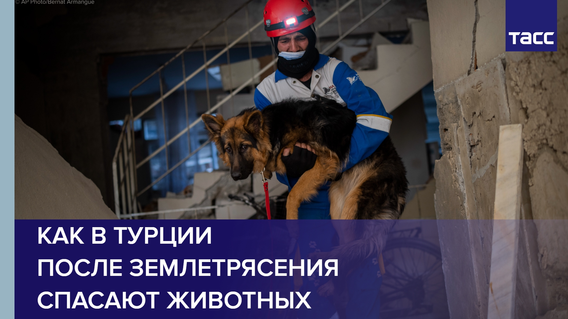 Как в Турции после землетрясения спасают животных