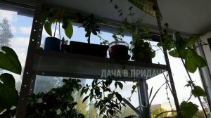 Эти сорта томатов и огурцов гарантированно дадут вам урожай зимой. Мой огород на балконе.