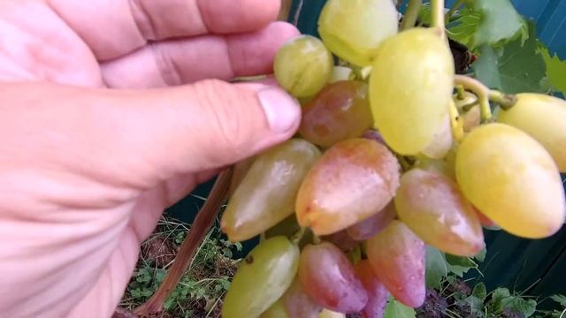 ??Разочарование сезона / Лузер сезона / Дубовский розовый / виноград. смотреть онлайн