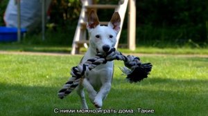 Игрушки для собак и щенков мелких и крупных пород