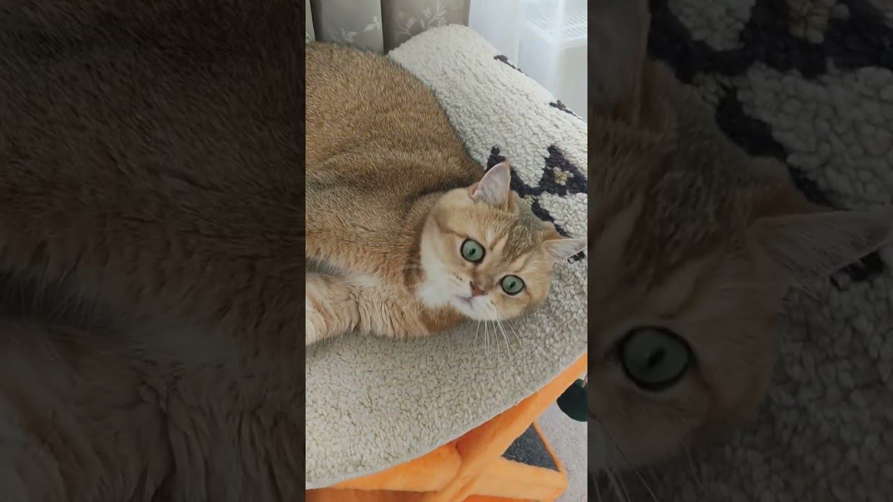 С днём кошек!! С первым днём весны!! #котики #безкотаижизньнета #смешныекоты #коты #золотаяшиншилла