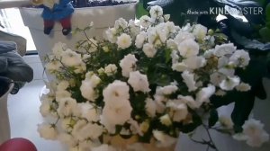 Кампанула.Жених и невеста.Уход, содержание.размножение.